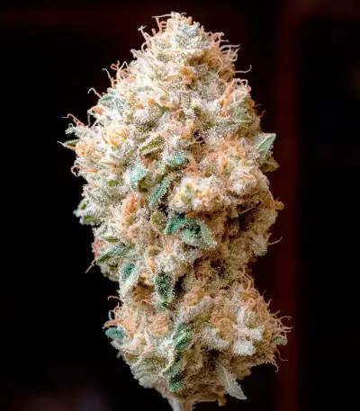 Super Banana Mango (Super Lemon Haze x GMO) Seeds