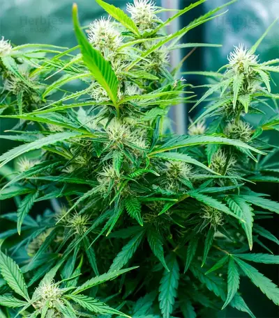 White Diesel Haze Automatic Seeds