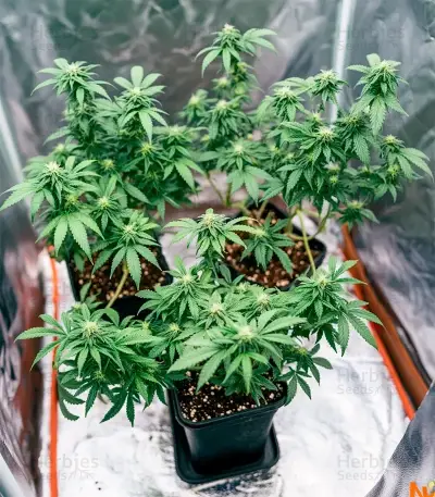 White Lemon Seeds