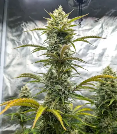 Z-Up Auto Seeds