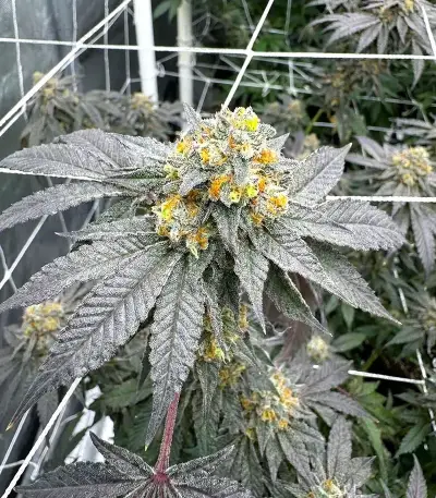 Zoap Seeds