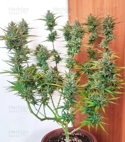 Semillas Feminizadas Tropicanna Poison XL Auto (Sweet Seeds)