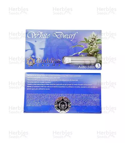 Buddha White Dwarf Auto (Buddha Seeds)