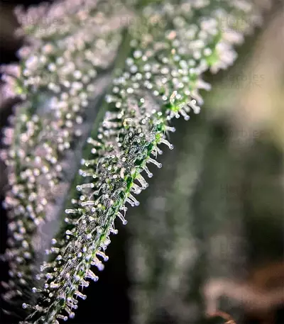 Jack Herer Autoflower (Herbies Seeds)