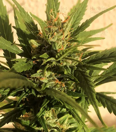 Z OG Auto (Barney's Farm)