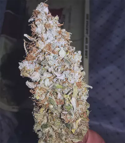Blueberry strain