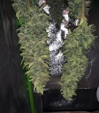 Purple Skunk Mass Seeds