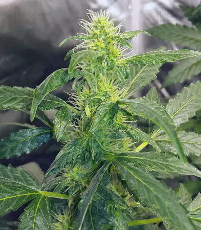 Original Auto Russian Seeds