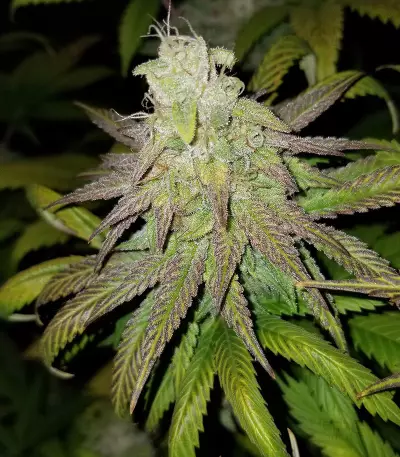 Acid Dough (Ripper Seeds)