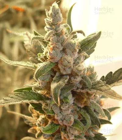 Berry Ryder Auto feminized seeds
