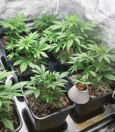 Graines féminisées de Big Bud Auto (Herbies Seeds)