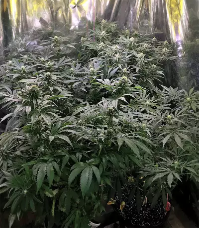 Black Destroyer feminized seeds