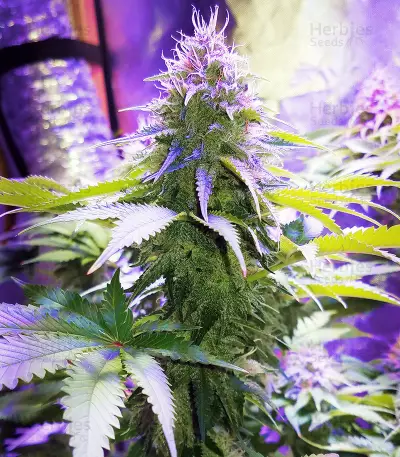 Blue Thunder weed strain