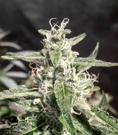 CBD Auto Compassion Lime Seeds