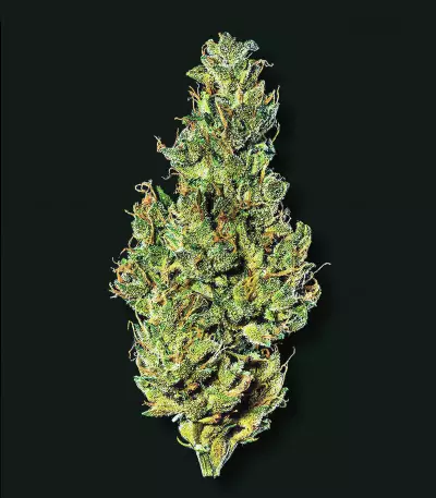 Graines féminisées de Choco Thai Auto (Herbies Seeds)