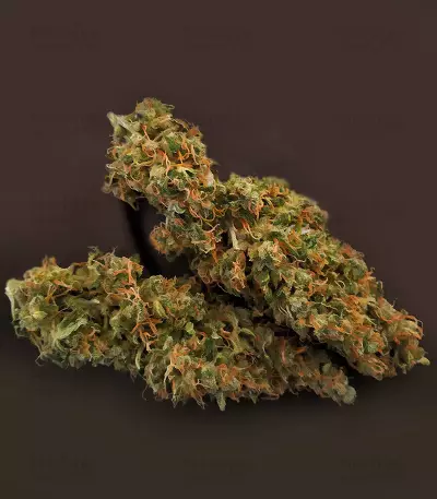 Diesel Auto Seeds