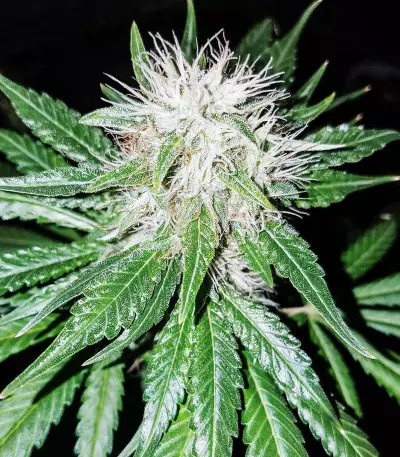 ErdPurt Seeds
