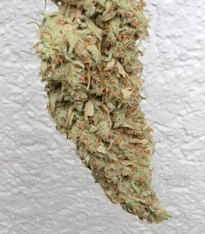 Girl Scout Cookies (Cali Connection Seeds)