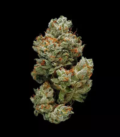 Gorilla Seeds (00 Seeds)