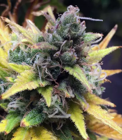 Hubbabubbasmelloscope Auto Seeds