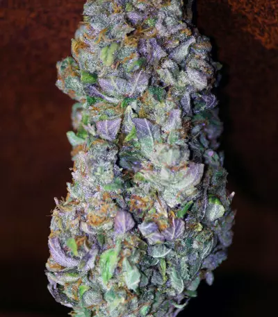 Kandy Kush (Reserva Privada)