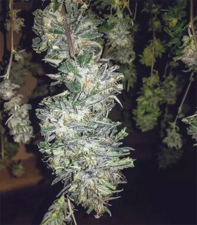 Killer Purps (Bomb Seeds)