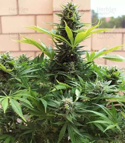 King Kong Seeds
