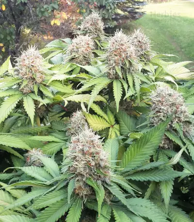 Northern Lights feminized seeds (Sensi Seeds)