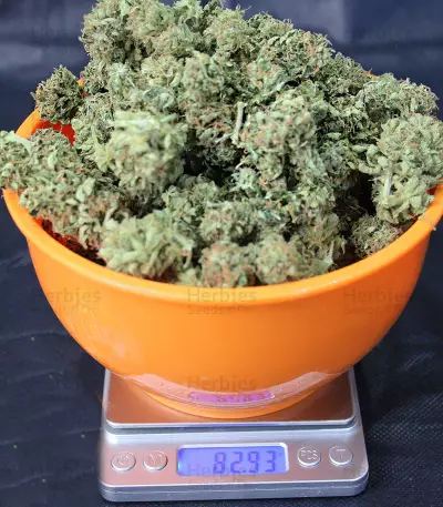 Old Dirty Biker Seeds
