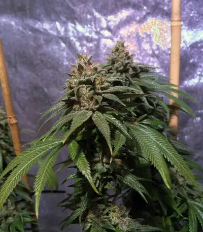 OG Kush CBD (Dinafem Seeds)
