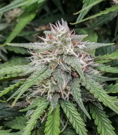 Original Auto Amnesia Haze Seeds