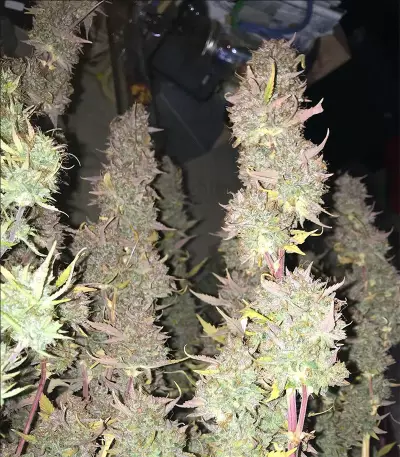 Ruderalis Skunk regular (Sensi Seeds)