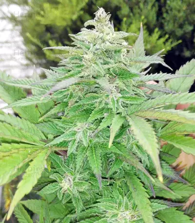 Sandstorm feminized seeds