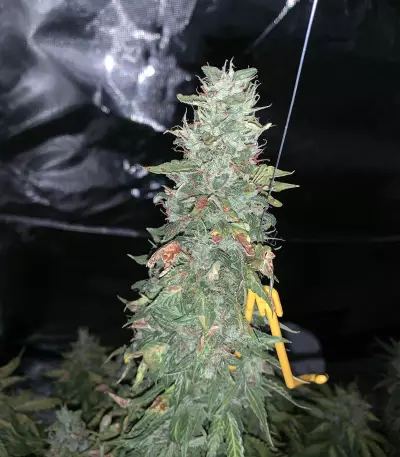 Santa Marta Haze Autoflower (Seedstockers)