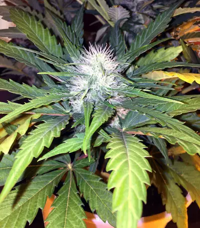 Graines de cannabis Super Skunk Automatic (White Label)