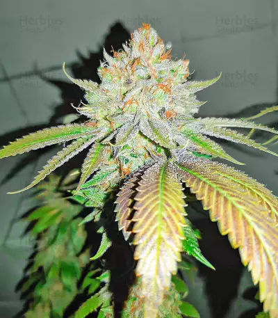 AFS Princess Seeds (AlphaFem Seeds)
