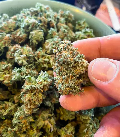 AK 47 Fast Version Feminized Seeds (EGS)