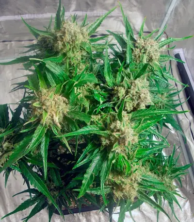 Cream Caramel Auto Feminized seeds