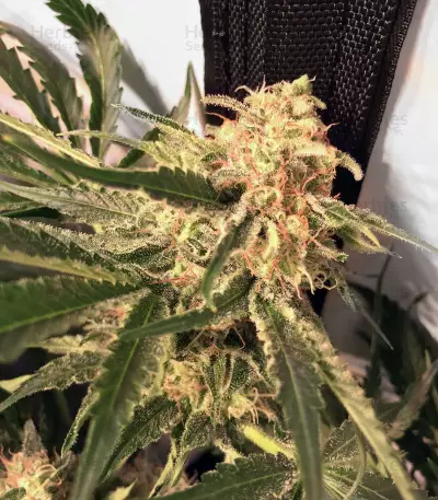Critical Orange Punch Seeds