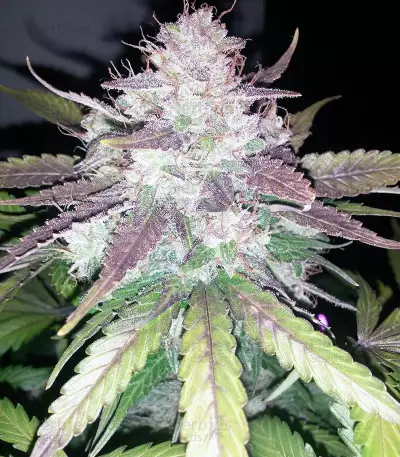 Cropical Fruit Auto feminized seeds
