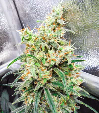 Dozy Whale Seeds (AlphaFem Seeds)