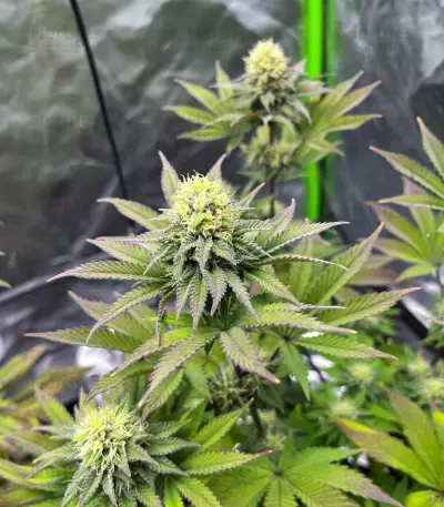 Girl Scout Cookies (Barney's Farm)