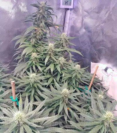 Jack 47 Seeds