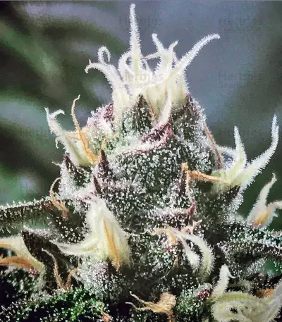 Master Kush regular (Nirvana Seeds)