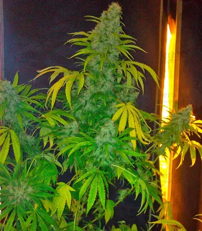 Graines de cannabis Opium (Paradise Seeds)