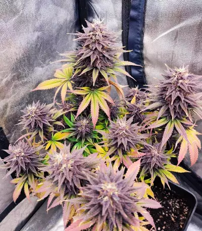 Red Hot Cookies Seeds (Sweet Seeds)