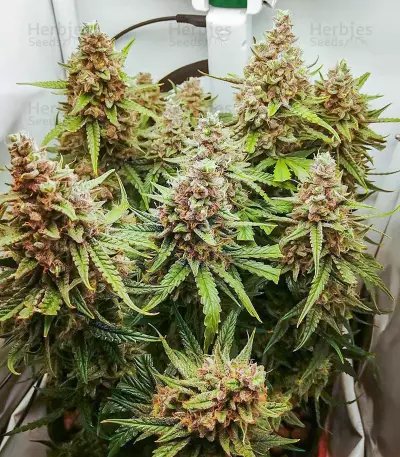 Graines féminisées de Scarlet Skunk Autoflower (EGS)