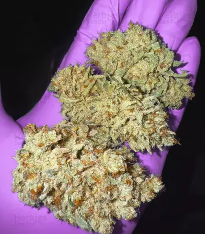 Sour MAC F1 Seeds (Seedkeepers)
