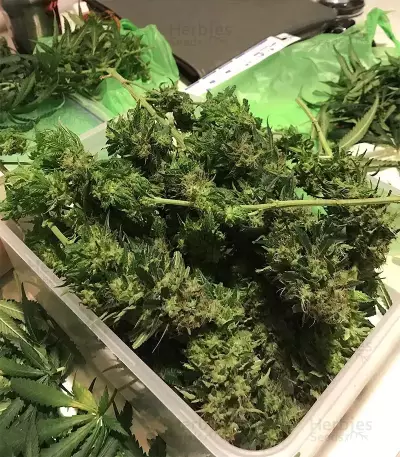 Afghan Skunk (Advanced Seeds)