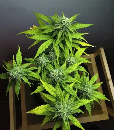 Apple Betty Seeds